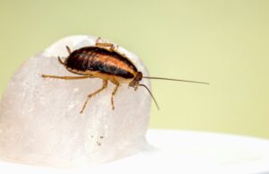 Solve Your Pest Problems With These Smart Tips