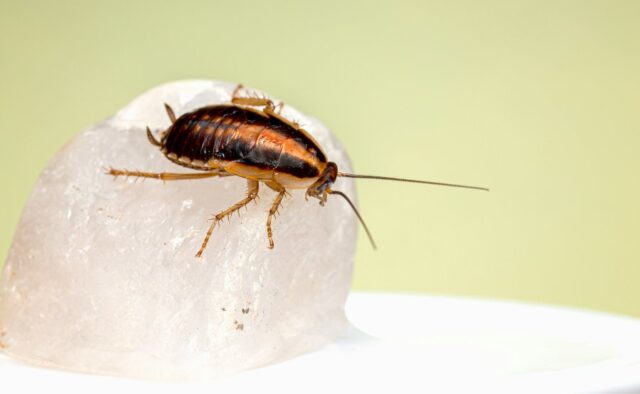 Solve Your Pest Problems With These Smart Tips