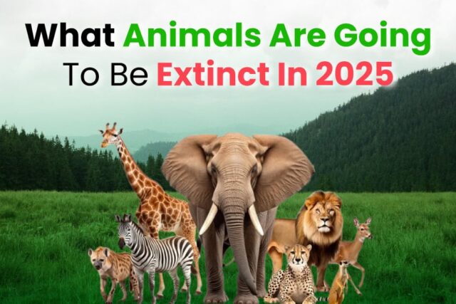 What Animals Are Going To Be Extinct In 2025