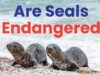 Are Seals Endangered