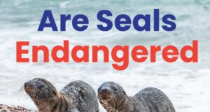 Are Seals Endangered