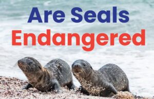 Are Seals Endangered