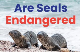 Are Seals Endangered