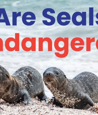 Are Seals Endangered