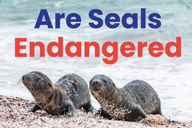 Are Seals Endangered