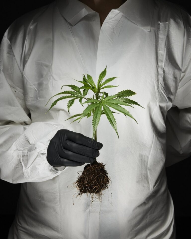 Cannabis Consumption Associated with Increased Risk of Heart Disease and Stroke, New Research Reveals