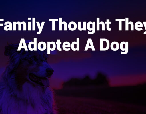 Family Thought They Adopted a Dog – What Really Happened family thought they adopted a dog